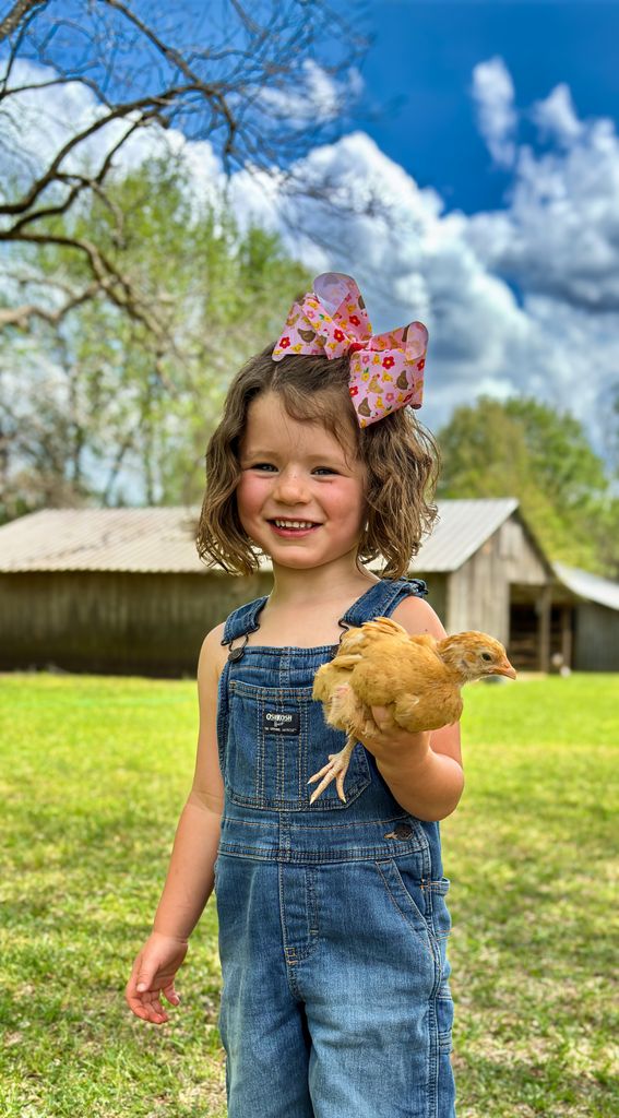 King Farm-themed Grograin Chicken Print Hair Bow

