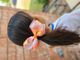 Medium Ombre Stripe Print Sequin Hair Bow