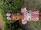 Medium Harvest Apple Print Grosgrain Hair Bow