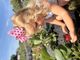 King Sweet Treats Strawberry Print Grosgrain Hair Bow