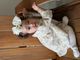 Medium Chiffon Flower on Nylon Baby Band