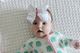 Medium Golf Green Print Country Club-Inspired Grosgrain Hair Bow


