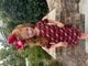 King Grosgrain Hair Bow with Moonstitch Edge and Embroidered Collegiate Logo