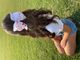 King Grosgrain Hair Bow with Moonstitch Edge and Embroidered Collegiate Logo
